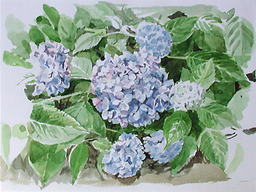 紫陽花1｜Jobimによる水辺のスケッチを中心とした水彩画展