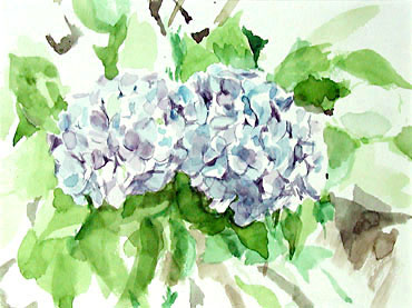 紫陽花2｜Jobimによる水辺のスケッチを中心とした水彩画展