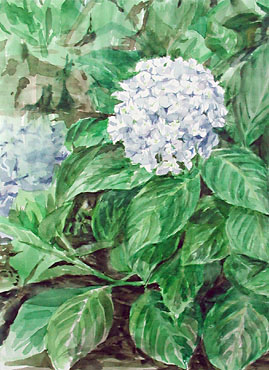 紫陽花3｜Jobimによる水辺のスケッチを中心とした水彩画展