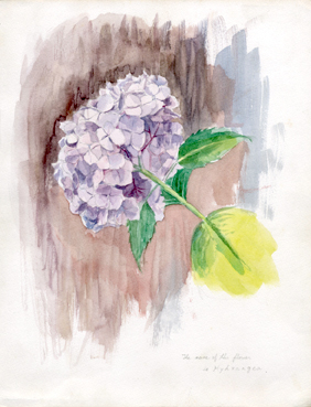 紫陽花｜常設展・代表作（水彩）