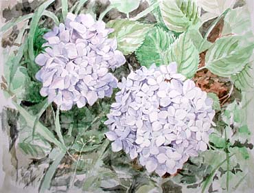 紫陽花(2005年)|常設展・代表作(水彩)