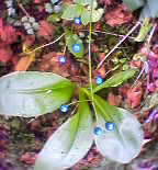 実の色があまりにも印象的だったので撮影した、初めて見る植物。